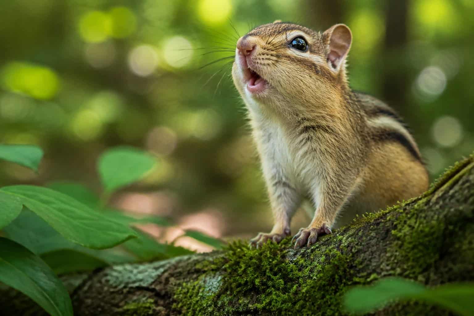 Close-up of a chipmunk on a tree branch in a forest setting, looking alert.