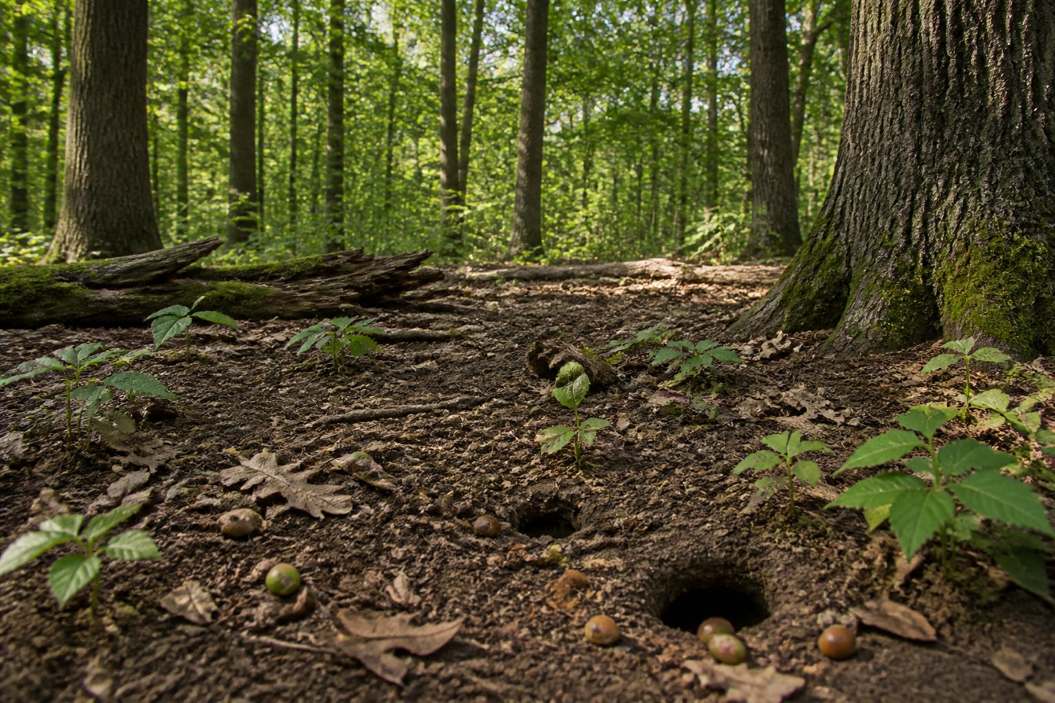 A quiet forest floor with green plants, acorns, and small burrows, showing an empty habitat where chipmunks would live.