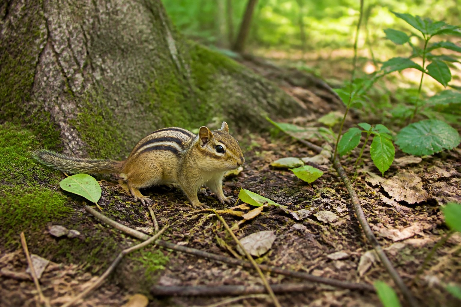 A chipmunk exploring a forest floor surrounded by leaves and trees during daytime.
