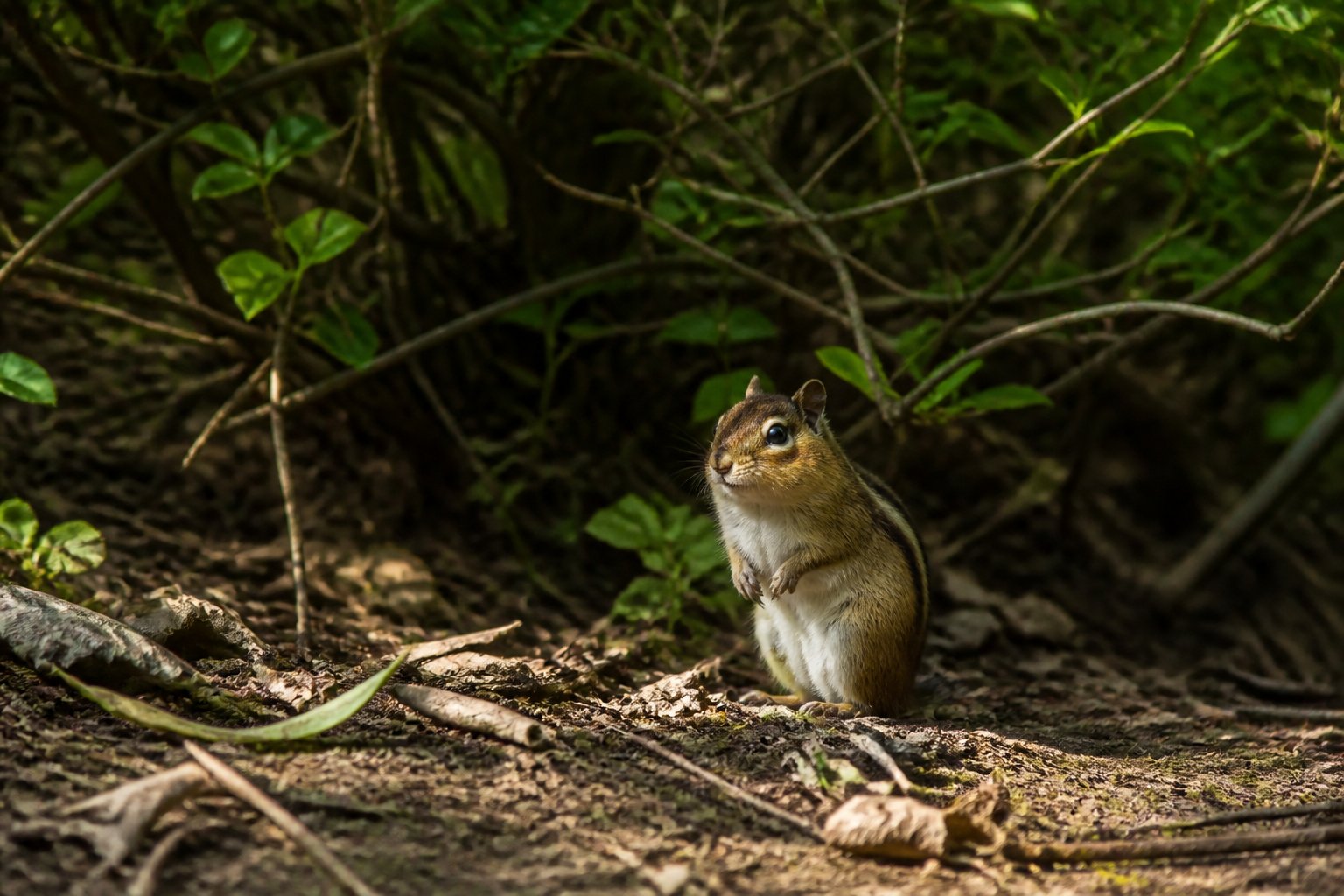 A chipmunk standing cautiously at the edge of a forest clearing with scattered leaves and branches around.
