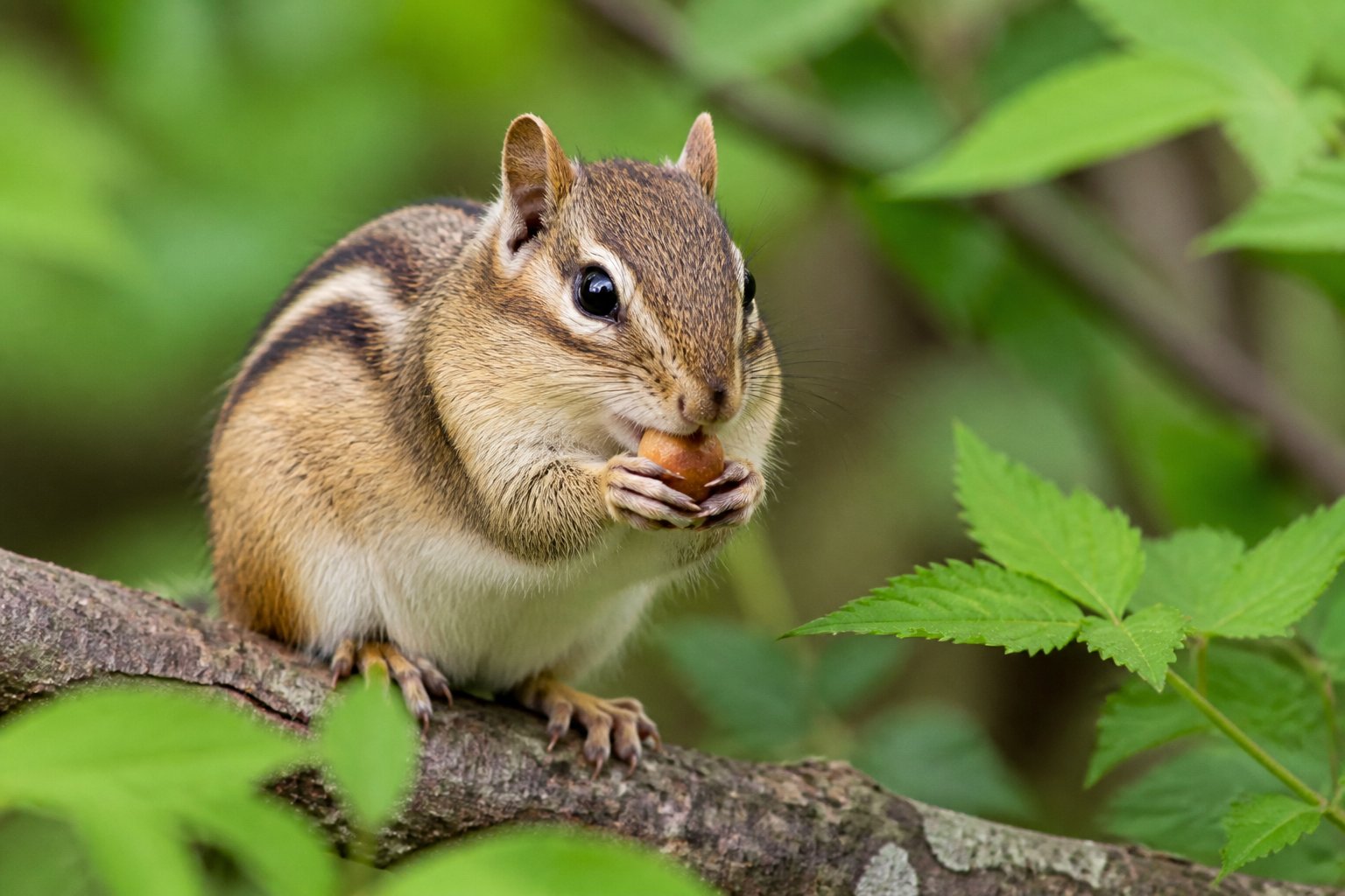 Close-up of a chipmunk sitting on a tree branch surrounded by green leaves, holding a nut.