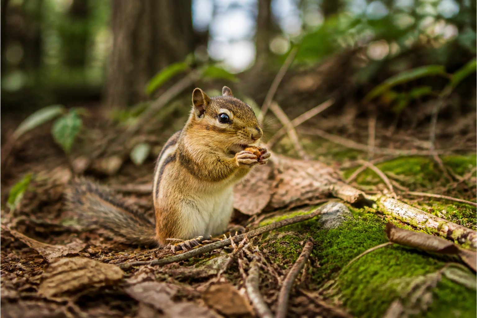 A chipmunk holding a nut on the forest floor surrounded by leaves and trees.