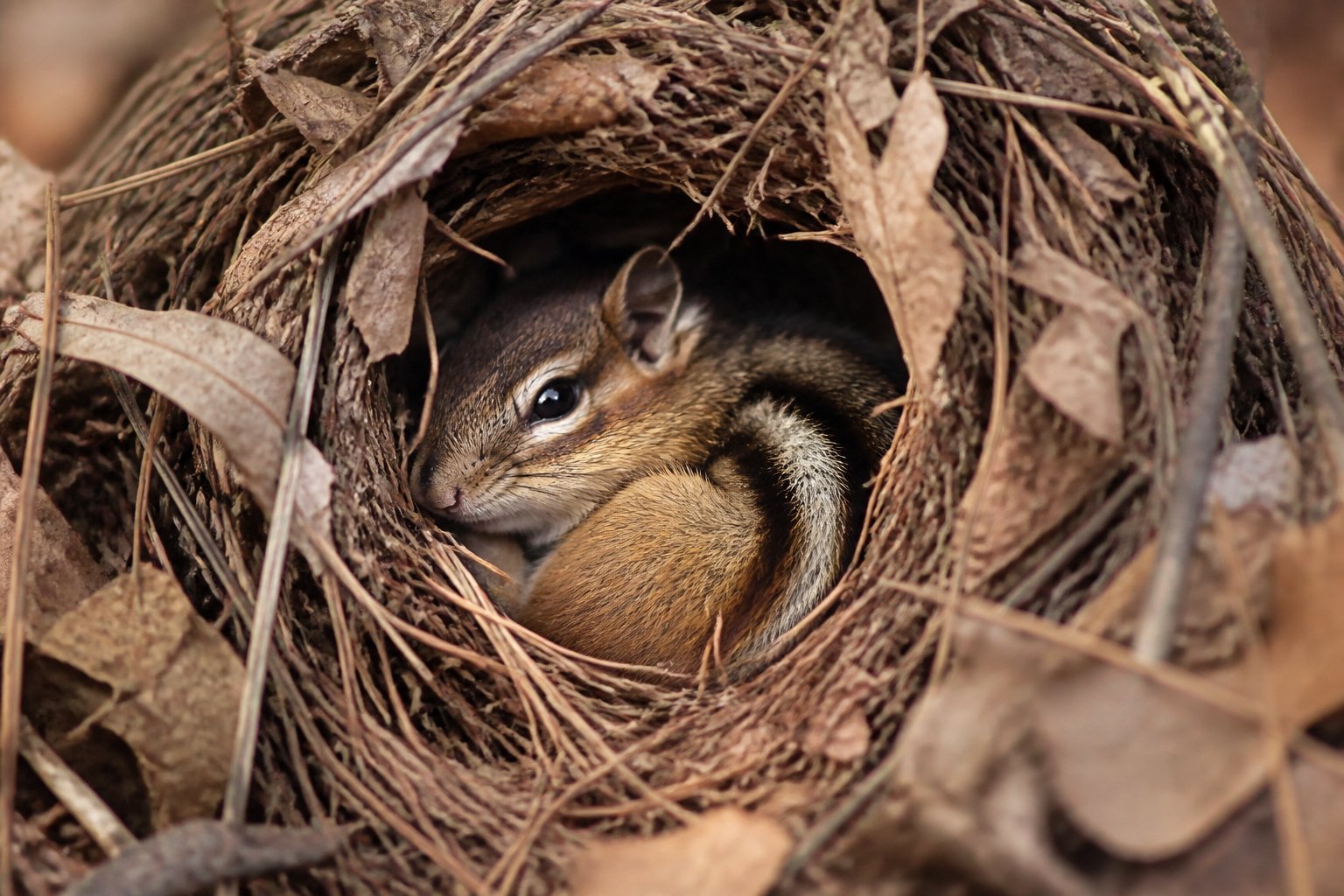 A chipmunk resting inside a small burrow surrounded by fallen leaves and twigs on the forest floor.