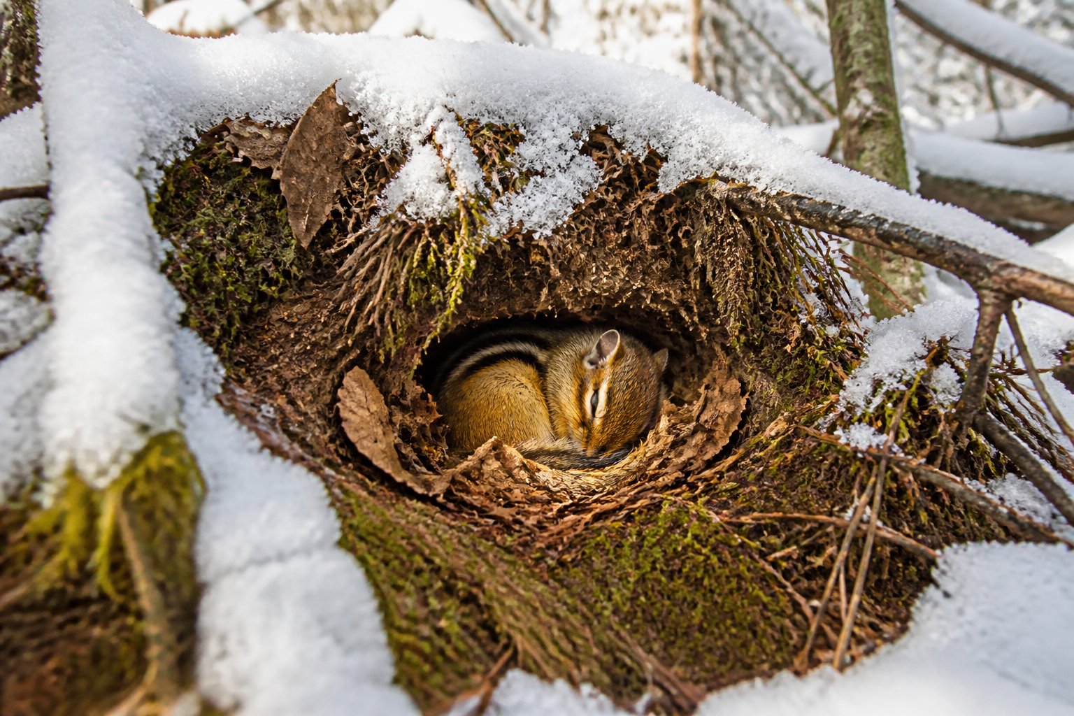 A chipmunk resting inside a burrow covered with snow and leaves in a winter forest.
