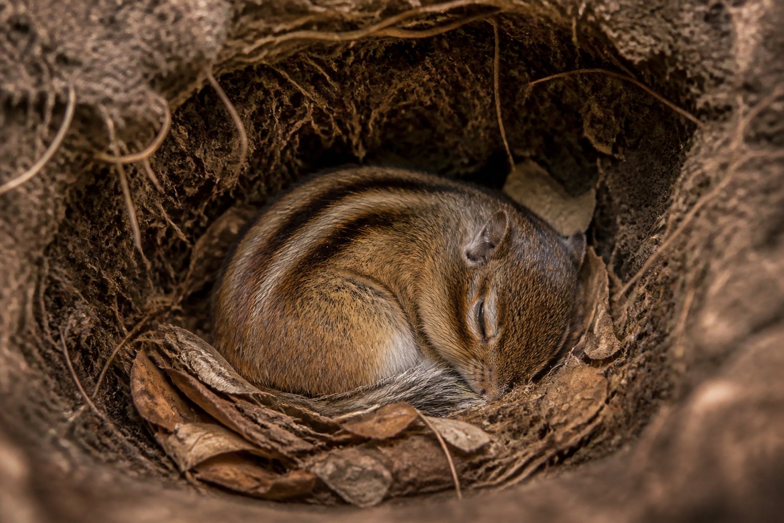 A chipmunk curled up inside its underground burrow surrounded by dried leaves and soil.