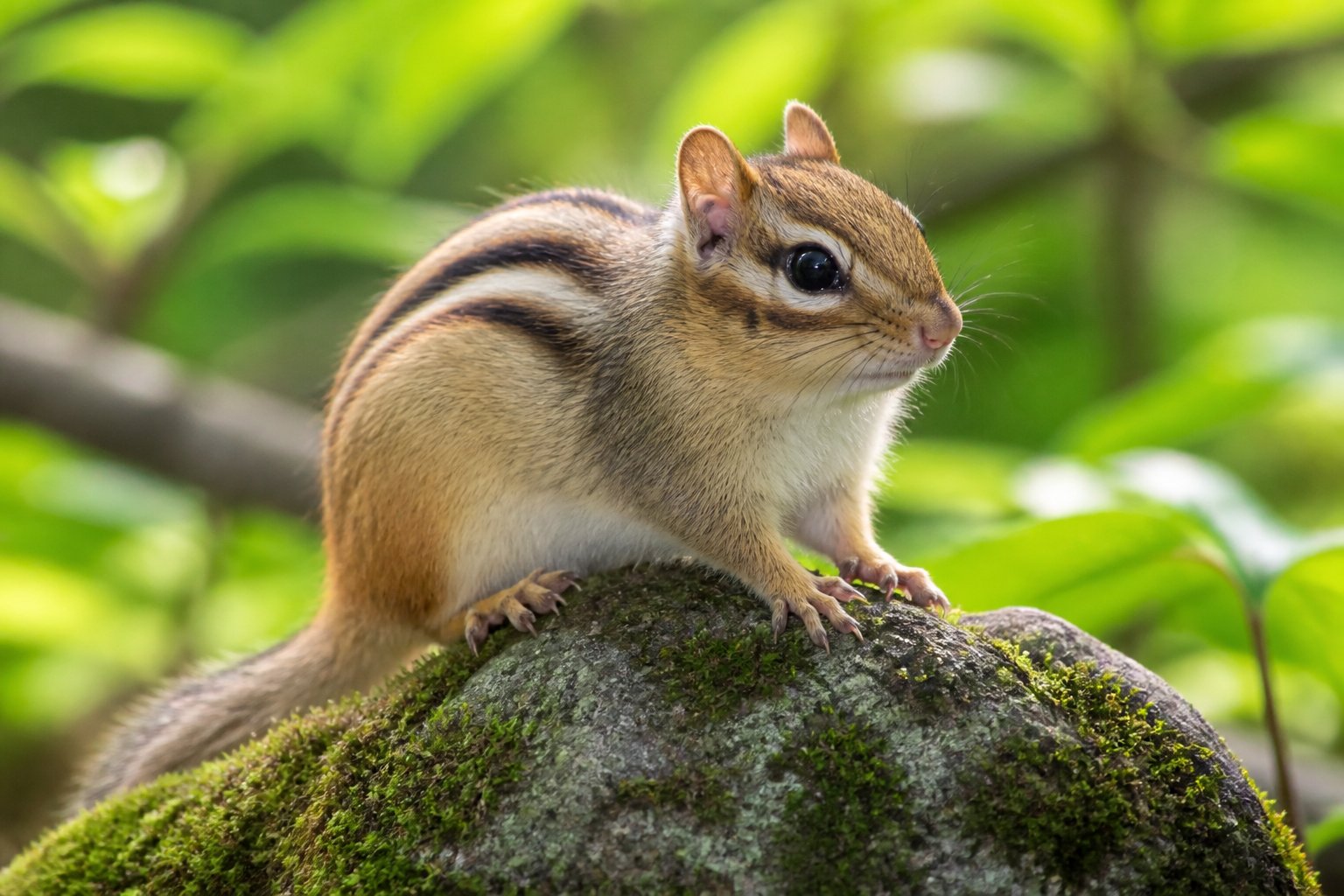 A chipmunk sitting on a mossy rock surrounded by green plants in a forest.