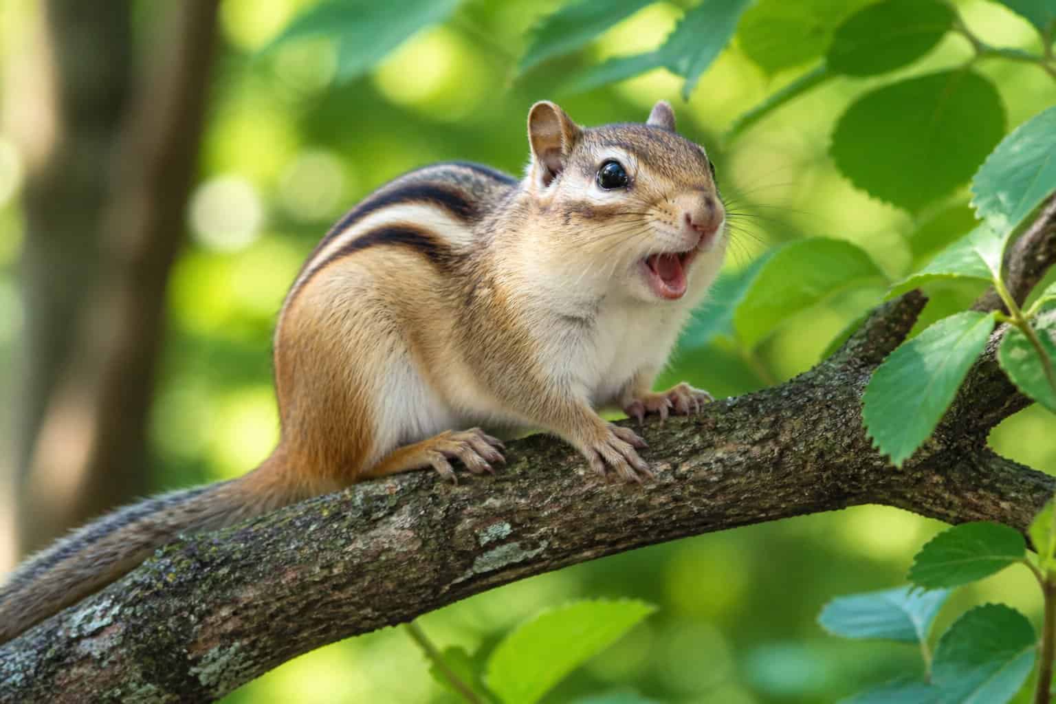 A chipmunk on a tree branch in a forest, with its mouth open as if chirping.