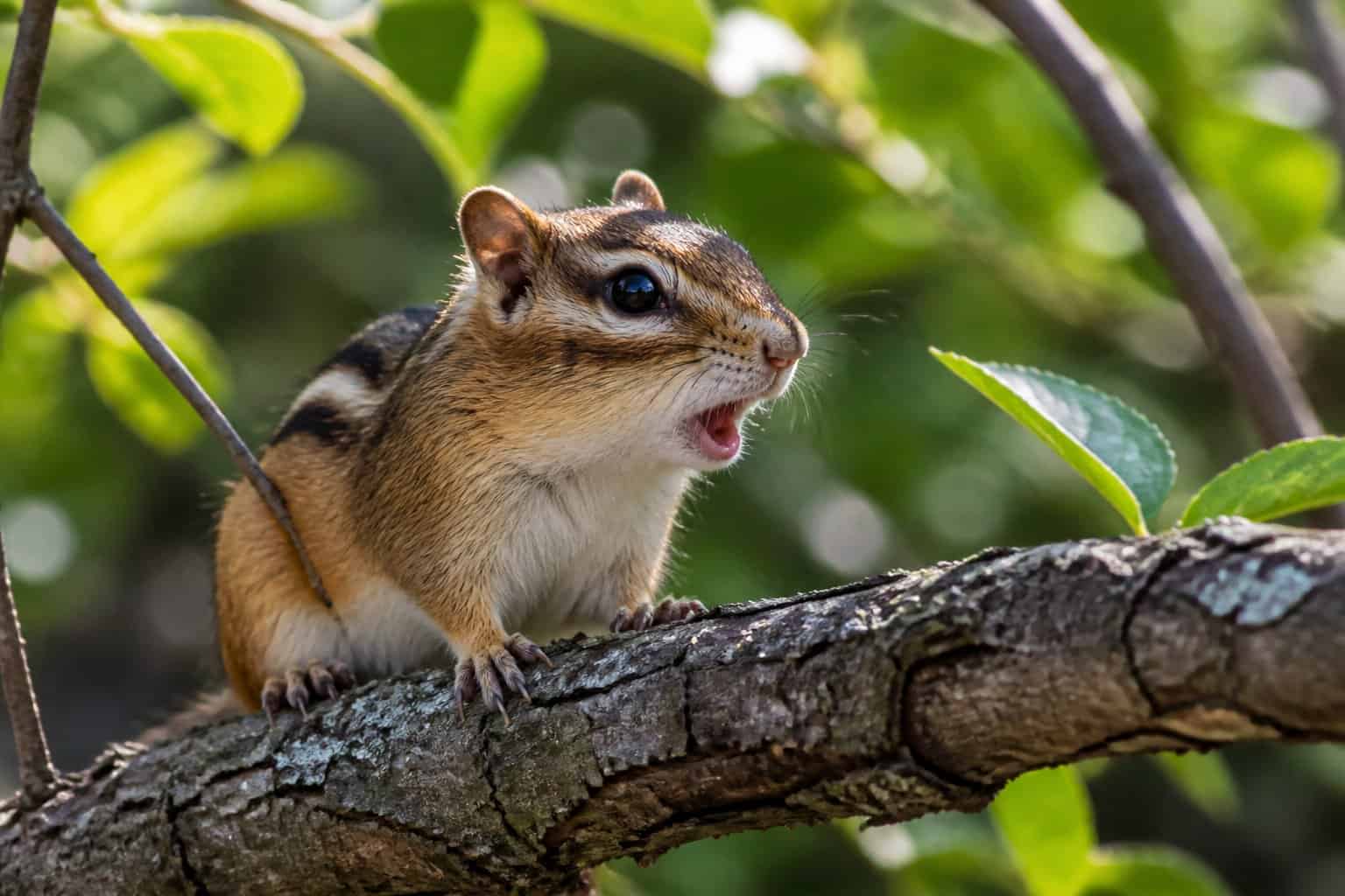 A chipmunk perched on a tree branch in a forest, chirping with its mouth open.