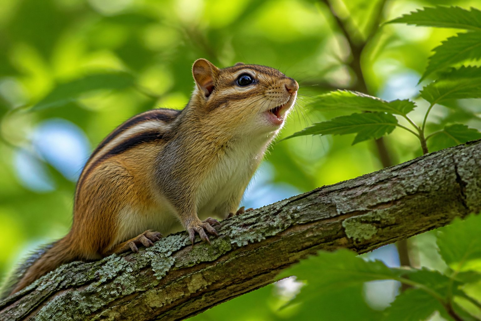 A chipmunk perched on a tree branch in a forest, appearing to chirp with its mouth open.
