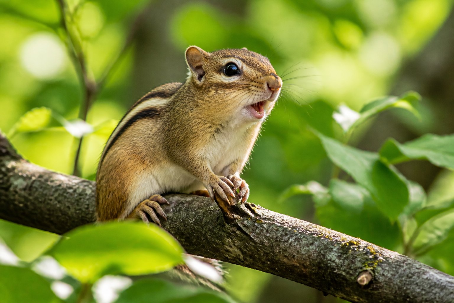 A chipmunk perched on a tree branch in a forest, appearing to chirp with its mouth open.