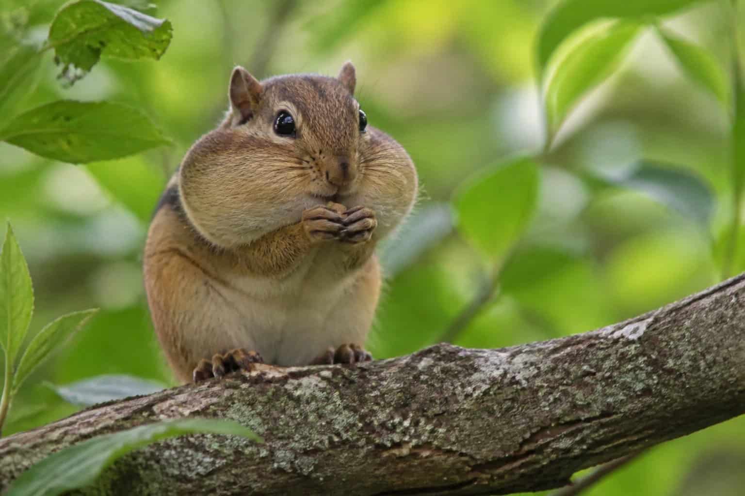 A chipmunk with large cheeks full of food sitting on a tree branch surrounded by green leaves.