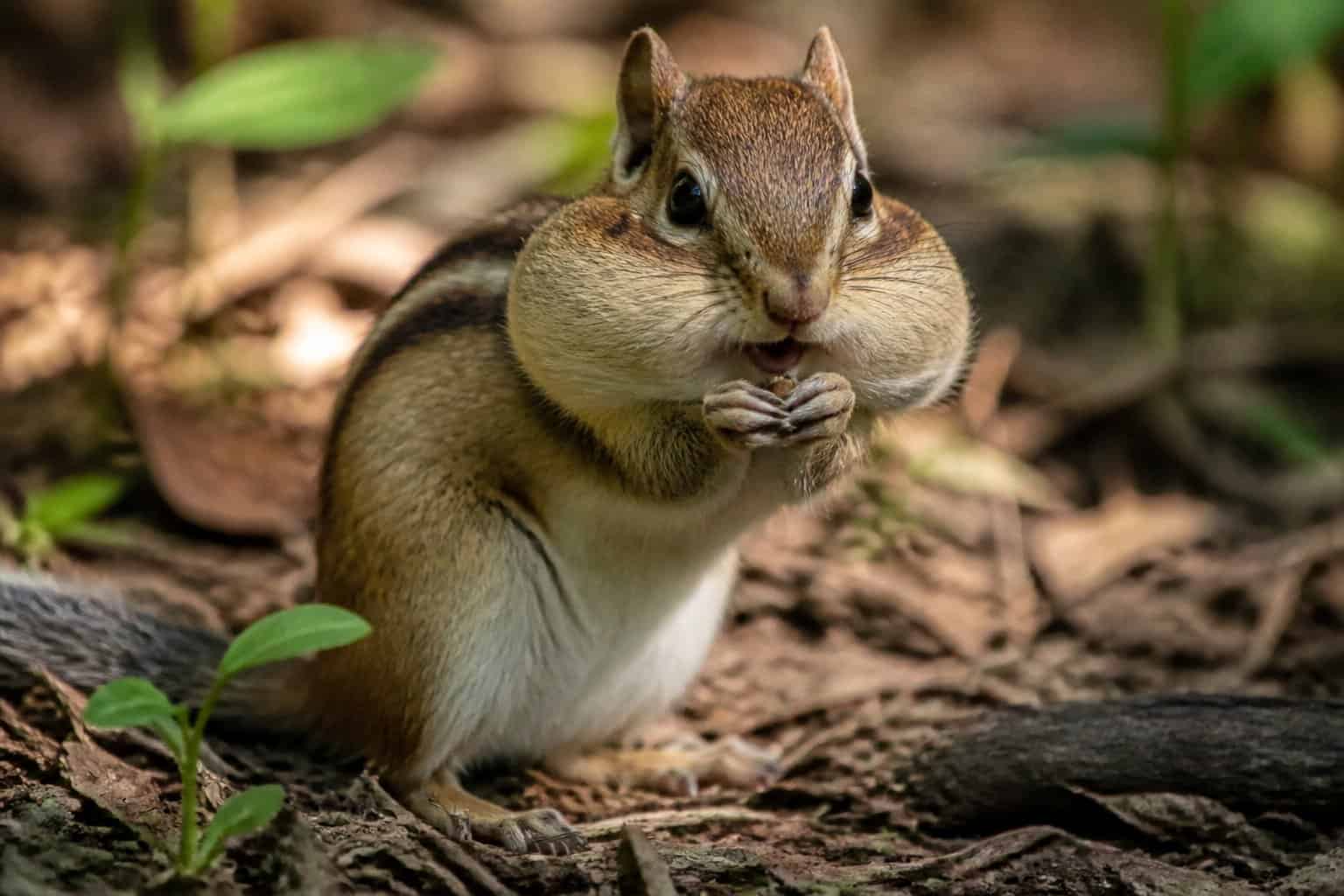 A chipmunk in a forest with large cheeks filled with food, surrounded by leaves and natural woodland scenery.