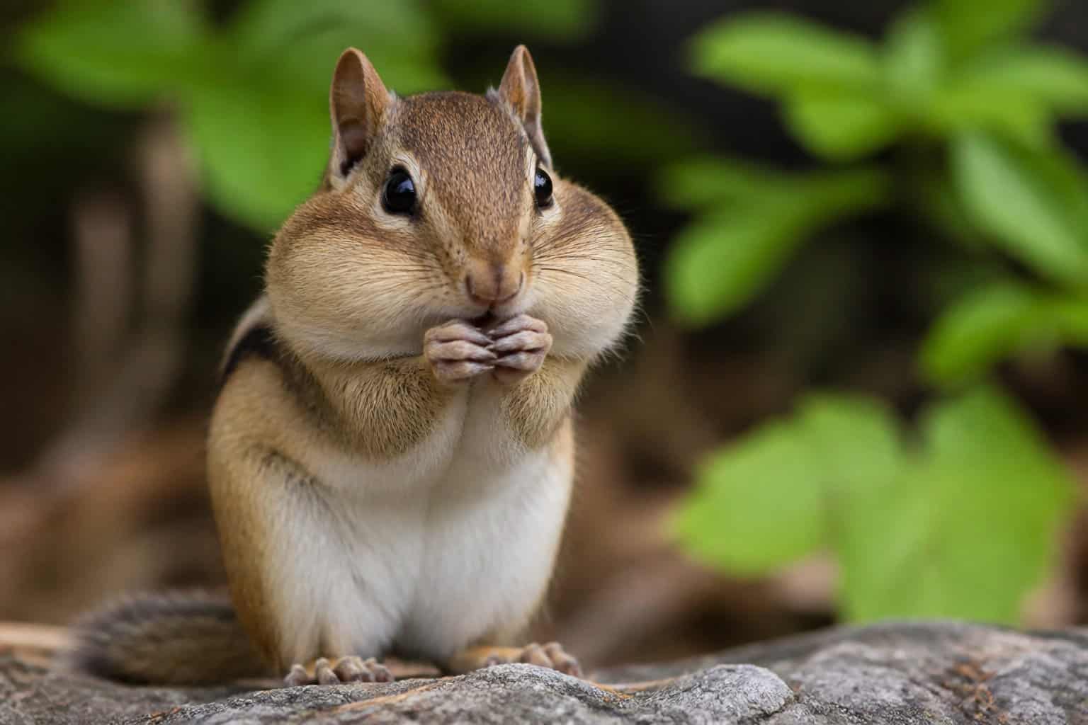 A chipmunk outdoors with its cheeks puffed out, holding food in its paws.
