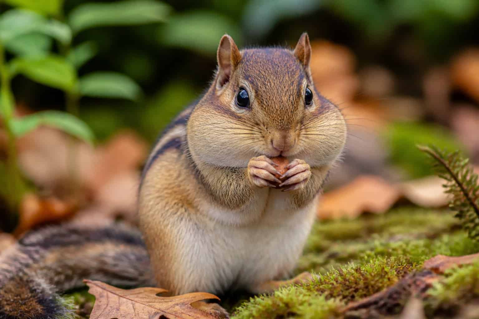 Close-up of a chipmunk with large cheeks holding a nut on a forest floor with leaves and greenery.