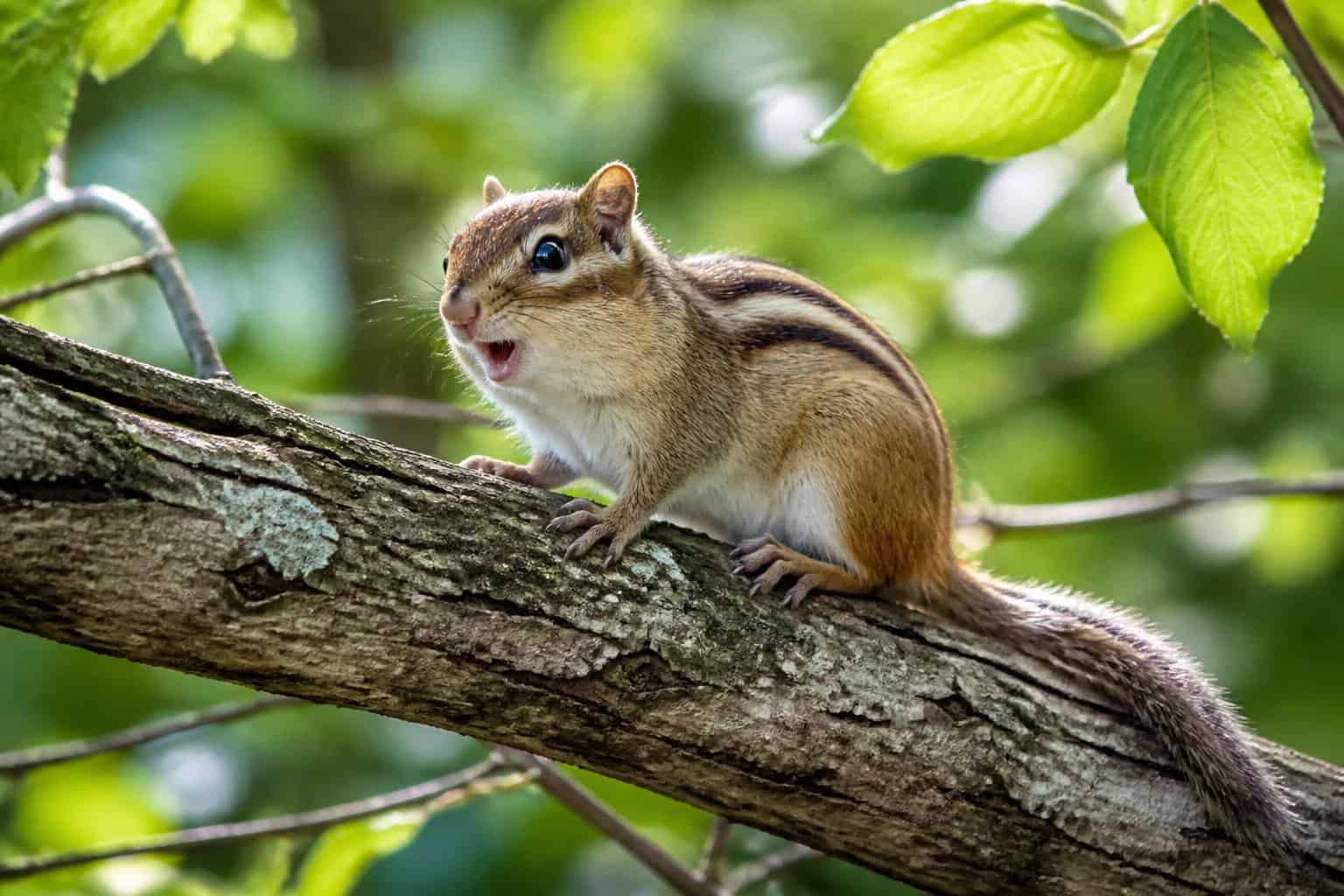 A chipmunk sitting on a tree branch in a forest, appearing to chirp.