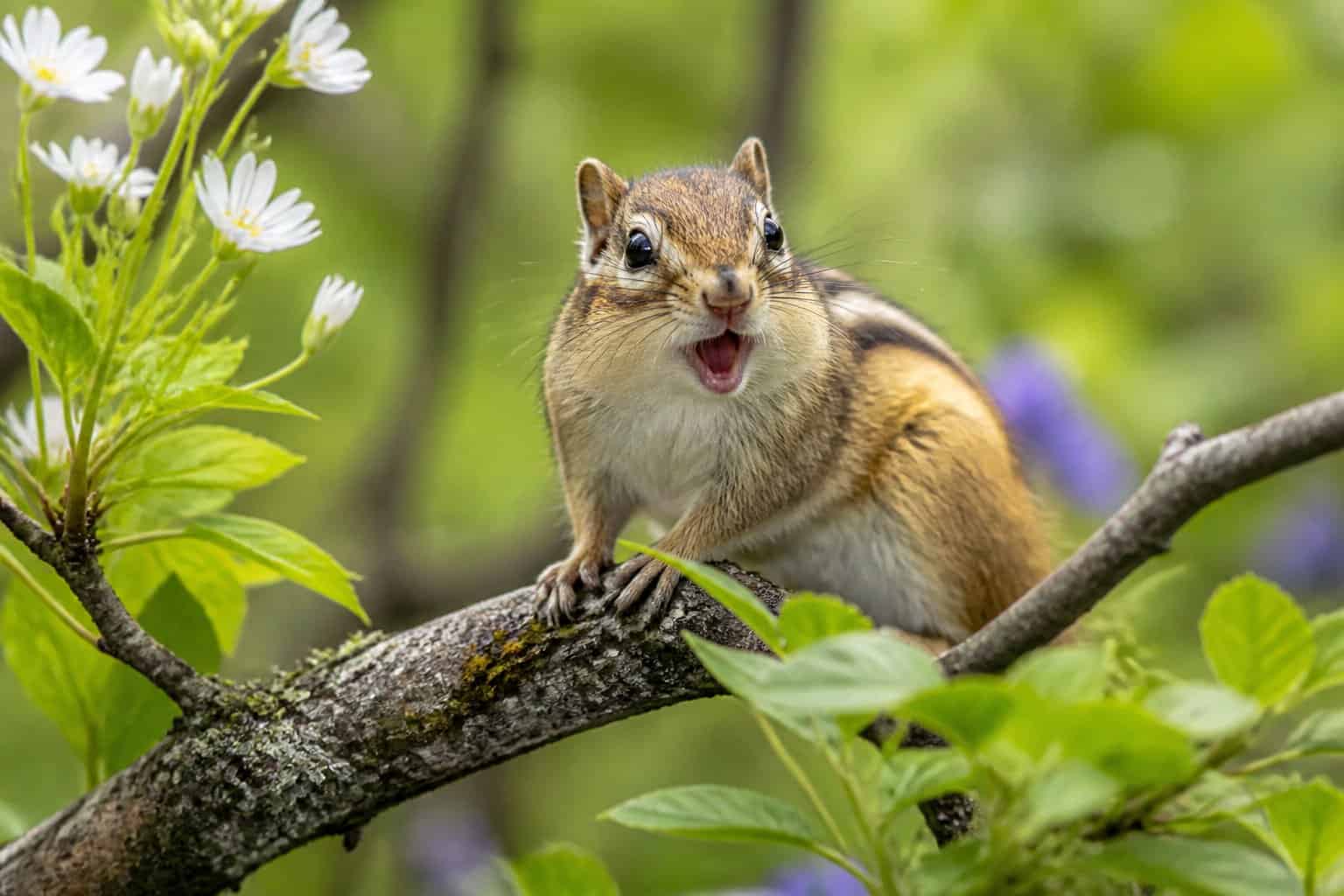 A chipmunk chirping while sitting on a tree branch surrounded by green leaves and wildflowers.