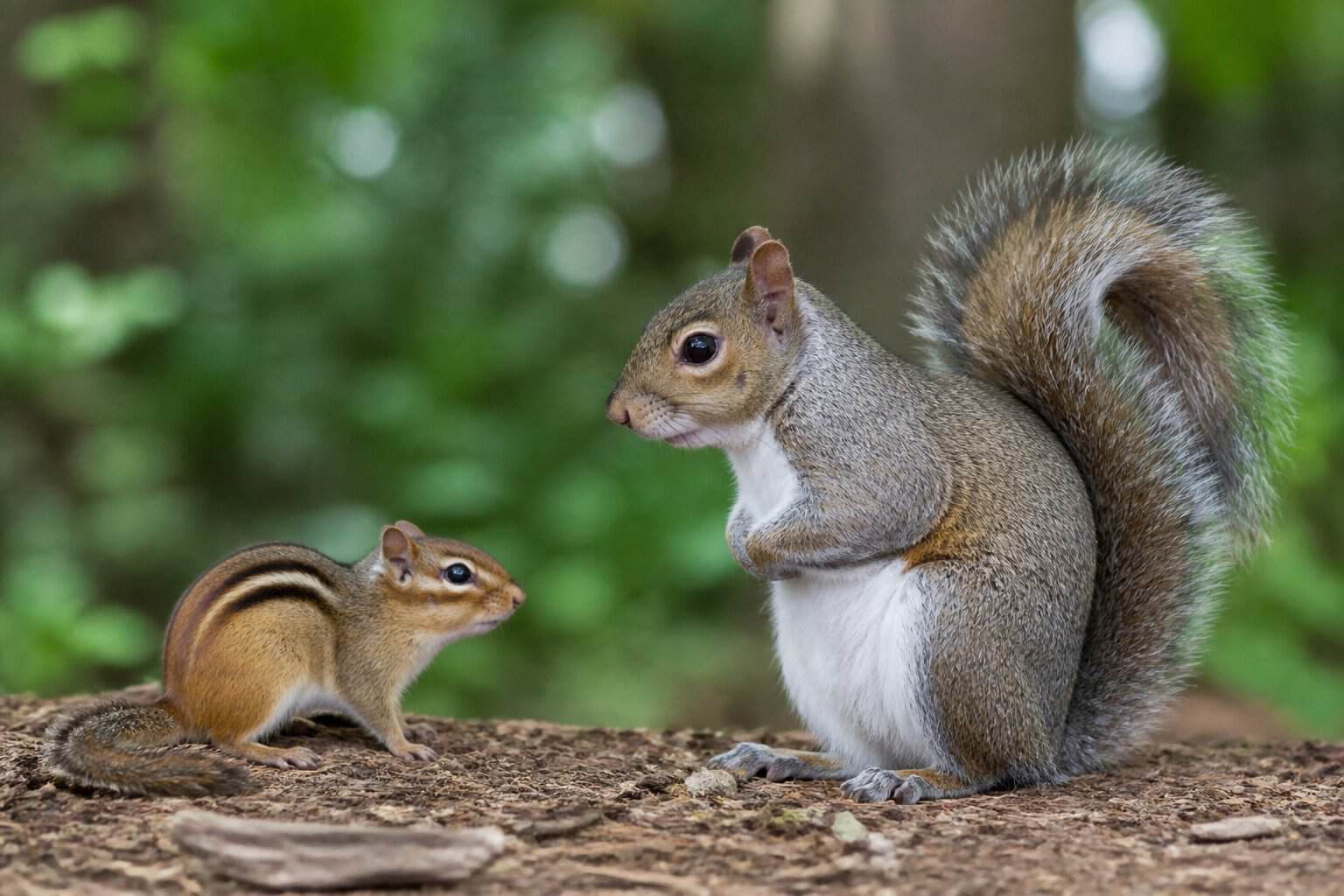 A chipmunk and a squirrel side by side on a forest floor, showing their size and appearance differences.