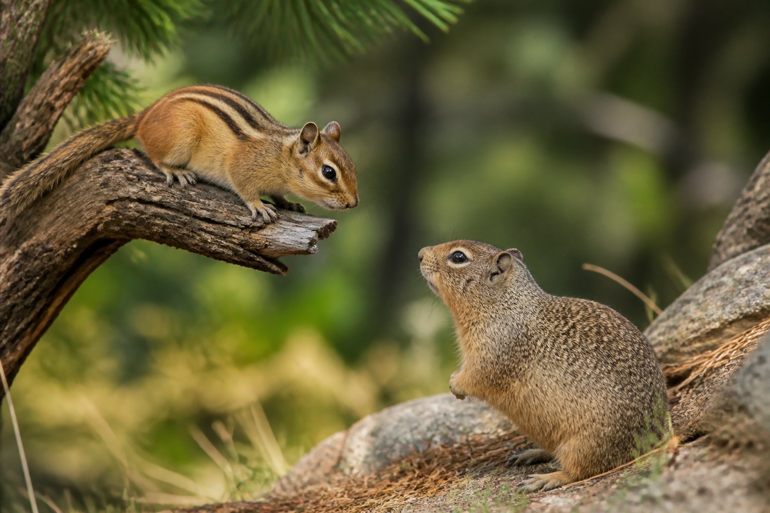 A chipmunk on a tree branch and a ground squirrel on the ground in a woodland setting.