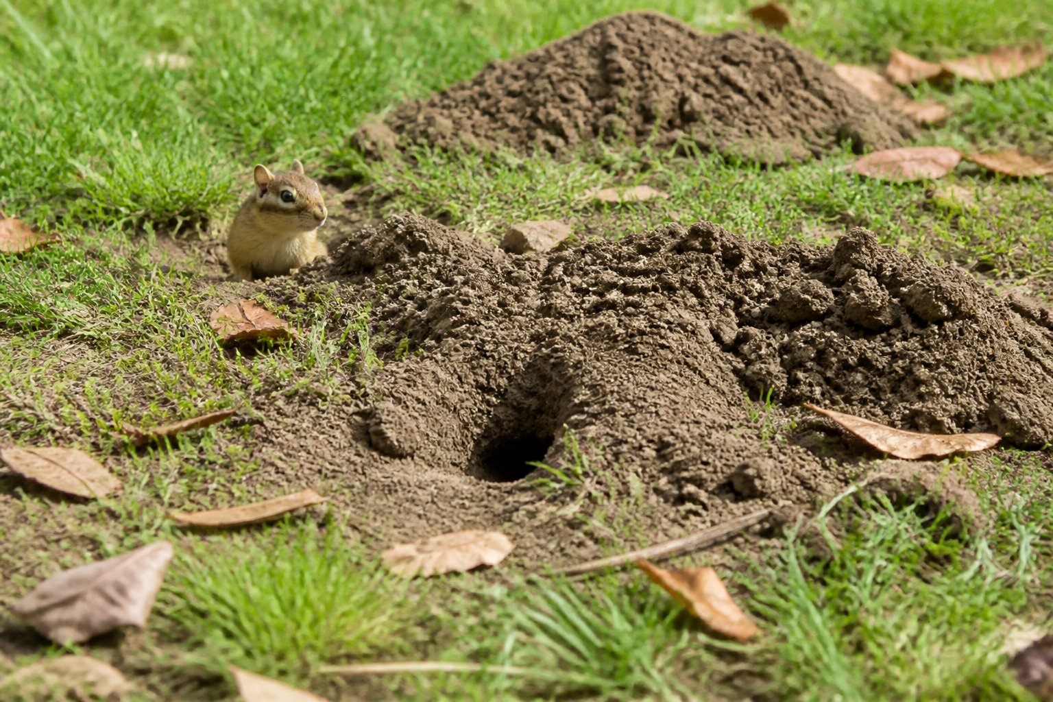 A chipmunk or gopher near soil mounds and burrows in a grassy yard.