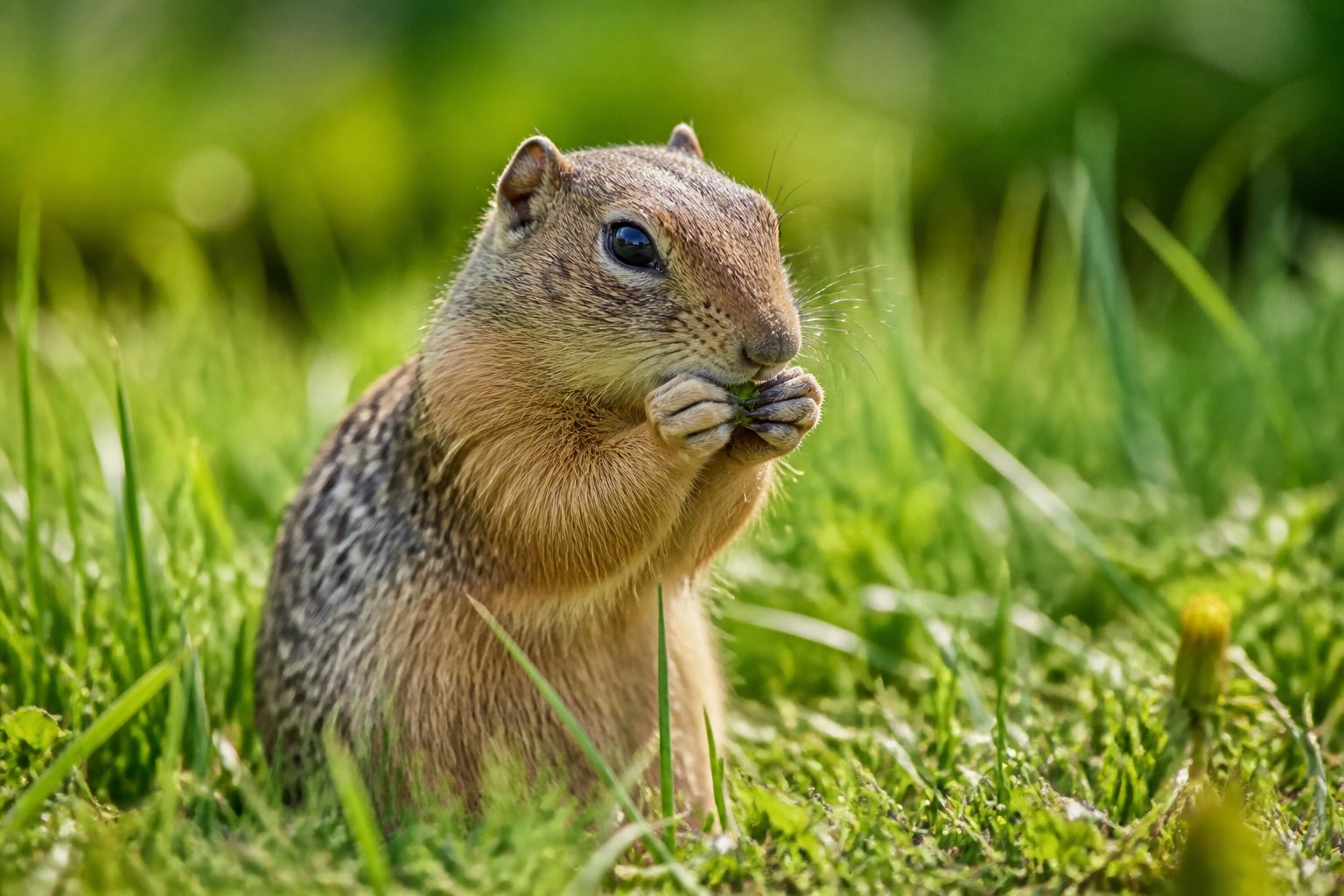A chipmunk or gopher foraging and eating in green grass in its natural outdoor environment.