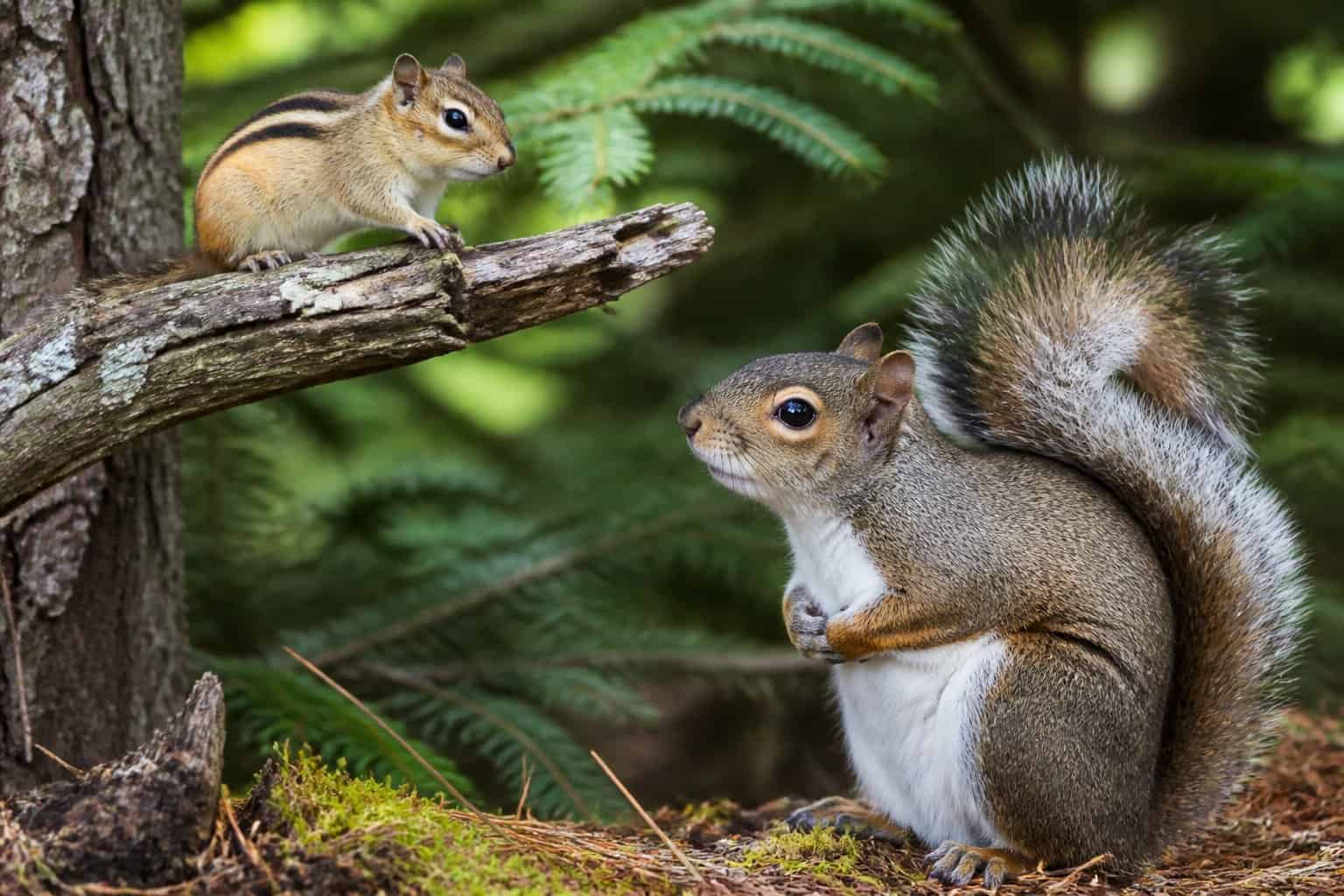 A chipmunk and a squirrel together in a forest with green leaves and trees.