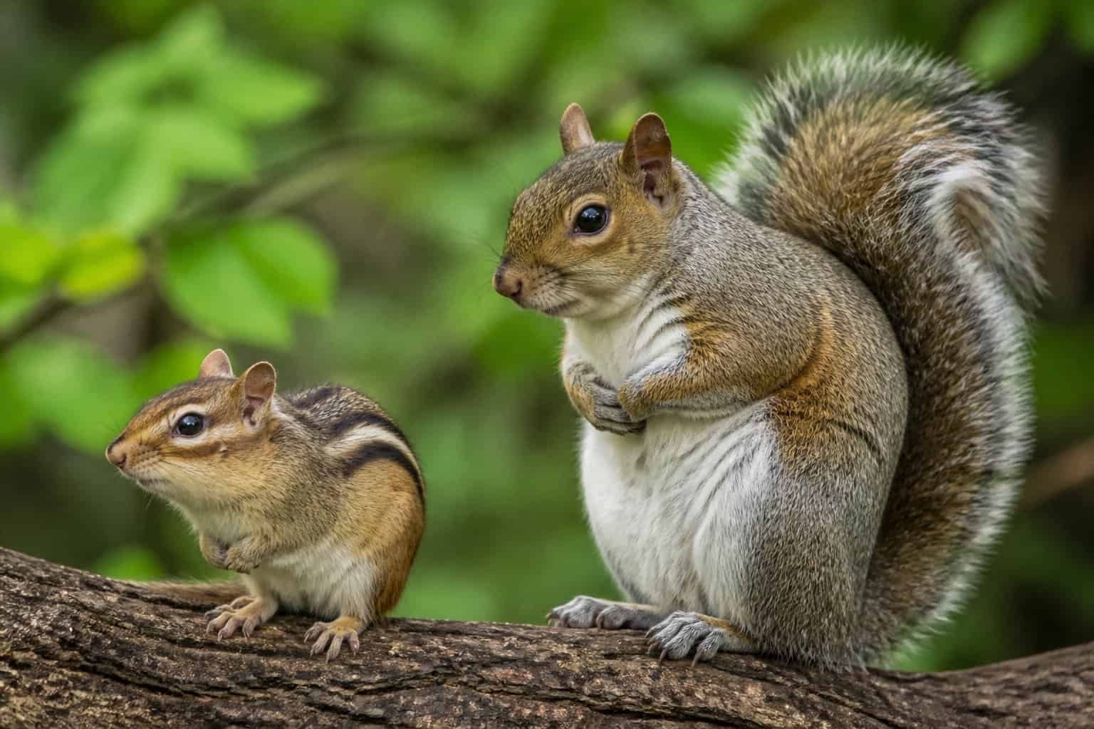 A chipmunk and a squirrel sitting side by side in a natural outdoor setting, showing their different sizes and markings.
