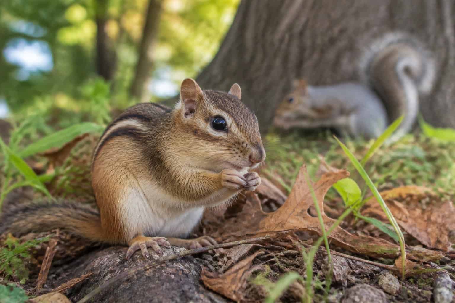 A chipmunk on a tree branch with a squirrel in the background in a backyard or park setting.