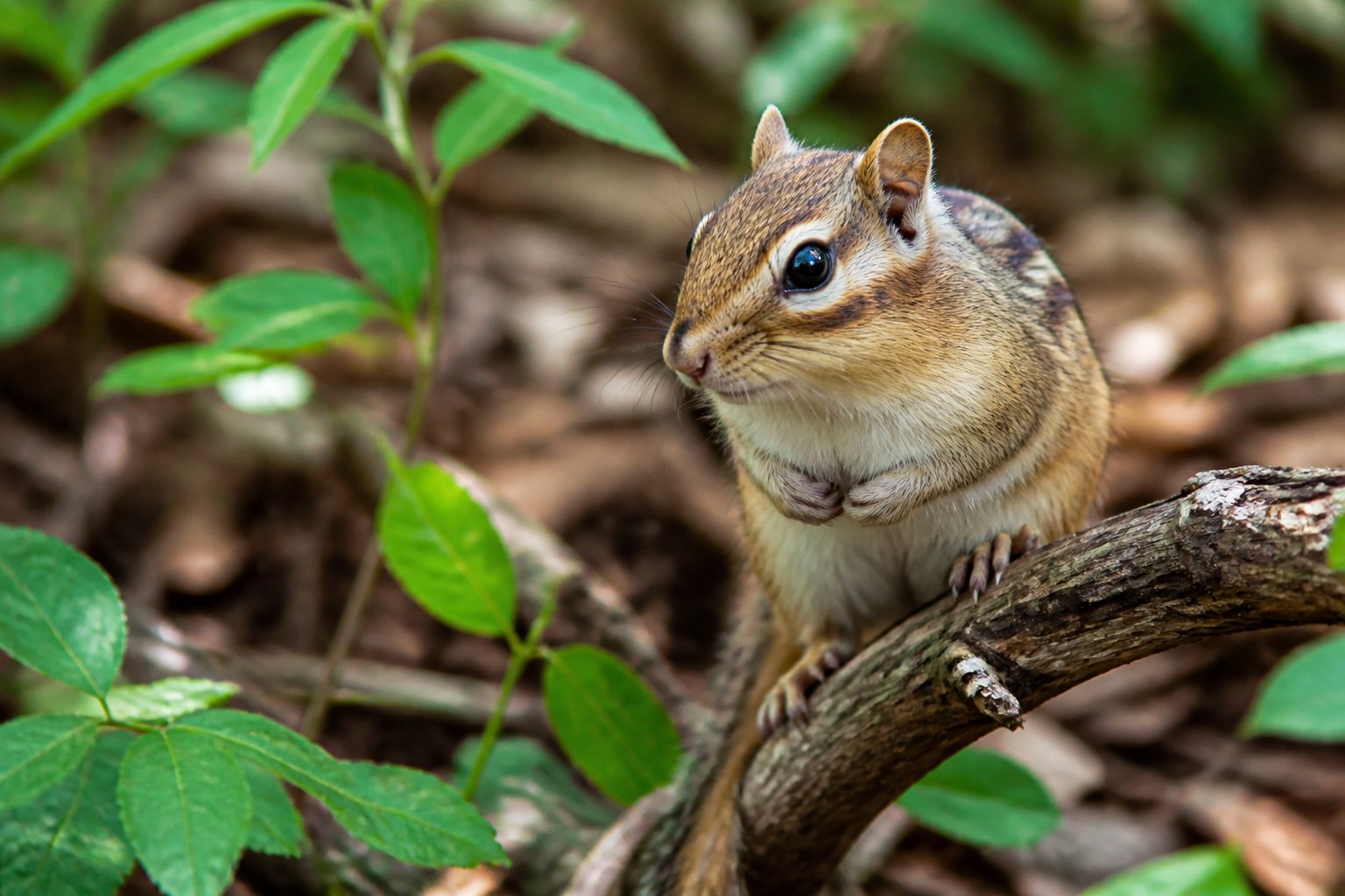 A close-up of a chipmunk or mouse sitting on a tree branch surrounded by green leaves in a forest.
