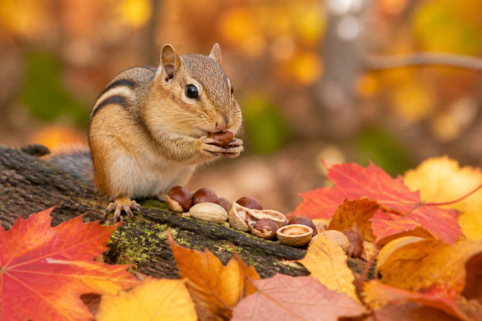 A chipmunk or squirrel holding food in a forest with colorful autumn leaves.