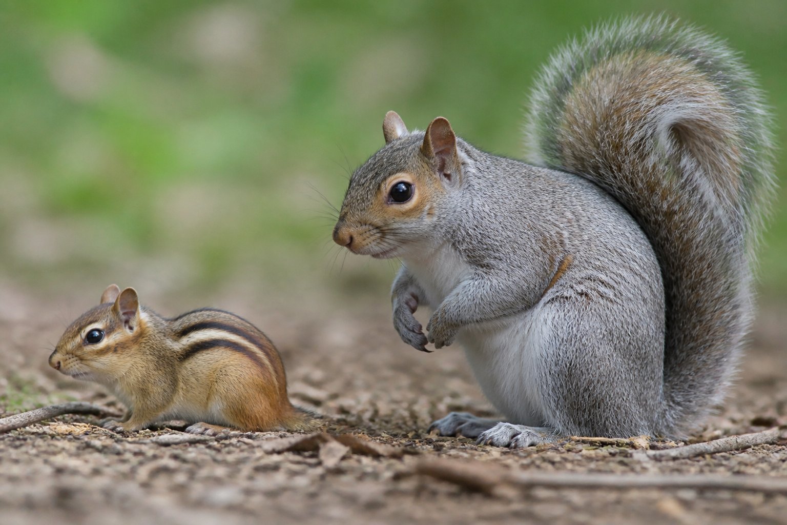 A chipmunk and a squirrel side by side showing their size difference in a natural outdoor setting.