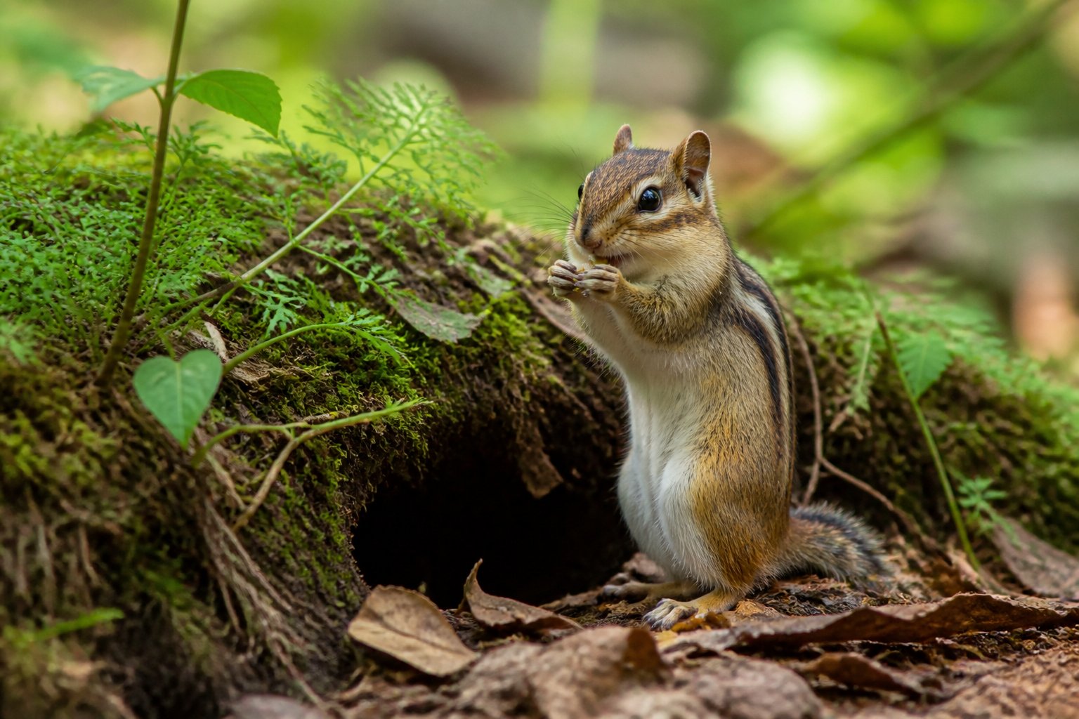 A chipmunk near its burrow entrance in a forest setting surrounded by green plants and fallen leaves.