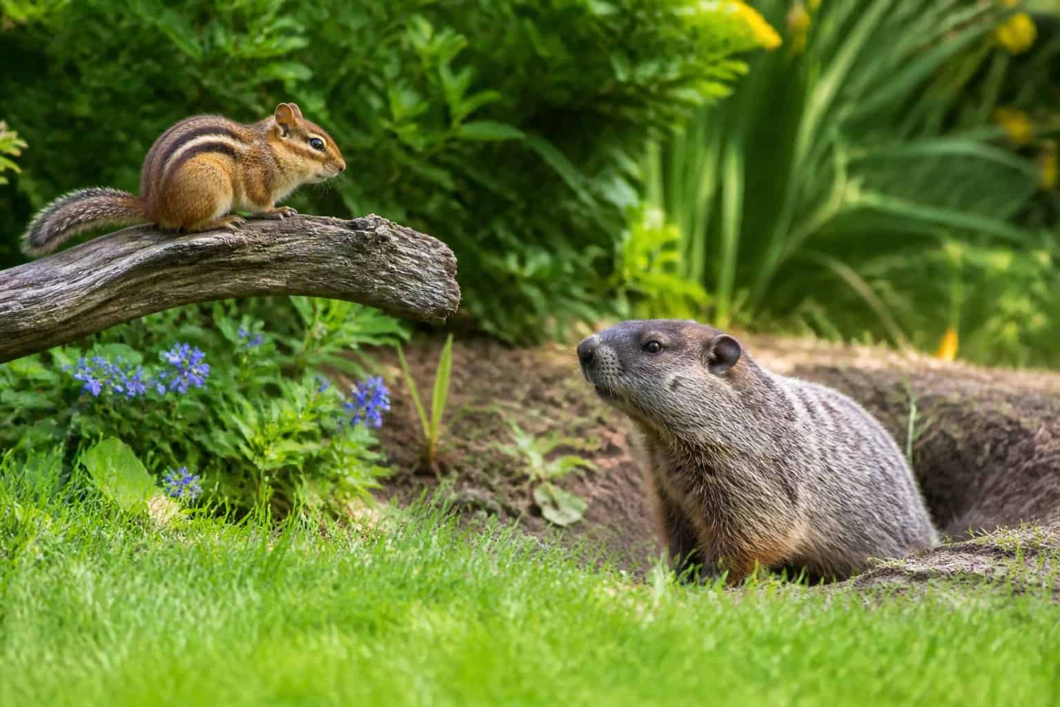 A chipmunk on a tree branch and a groundhog near a burrow in a garden with grass and plants.