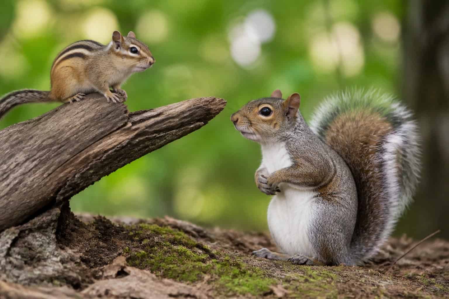 A chipmunk on a tree branch and a squirrel on the ground in a forest setting.