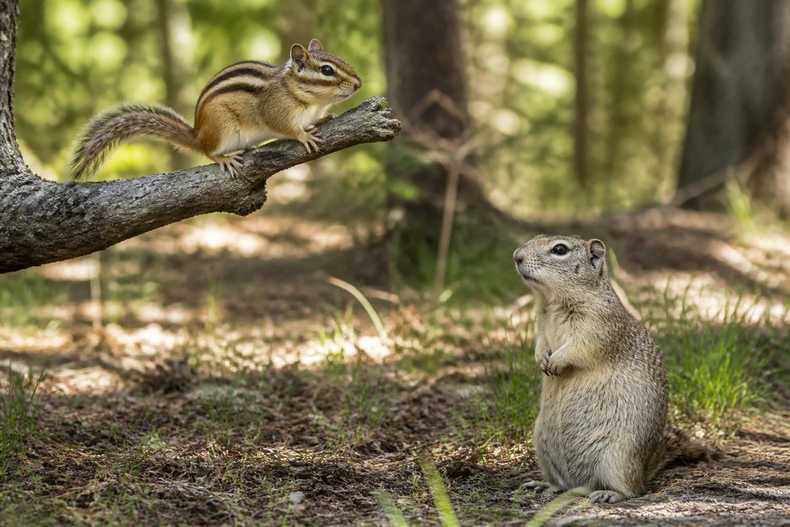A chipmunk on a tree branch and a ground squirrel standing on the forest floor nearby.