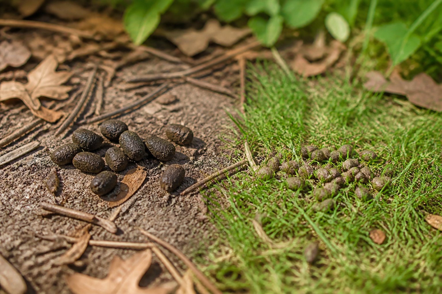 Close-up of chipmunk droppings and mouse droppings on the ground in a natural outdoor setting.