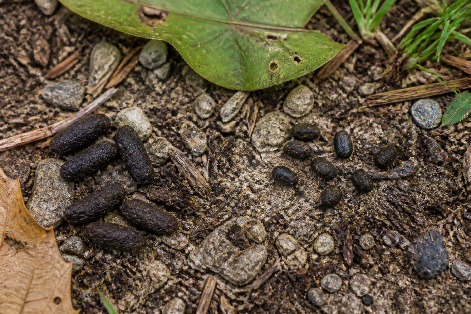 Close-up view of small animal droppings on the ground in a natural outdoor setting with soil, leaves, and grass.