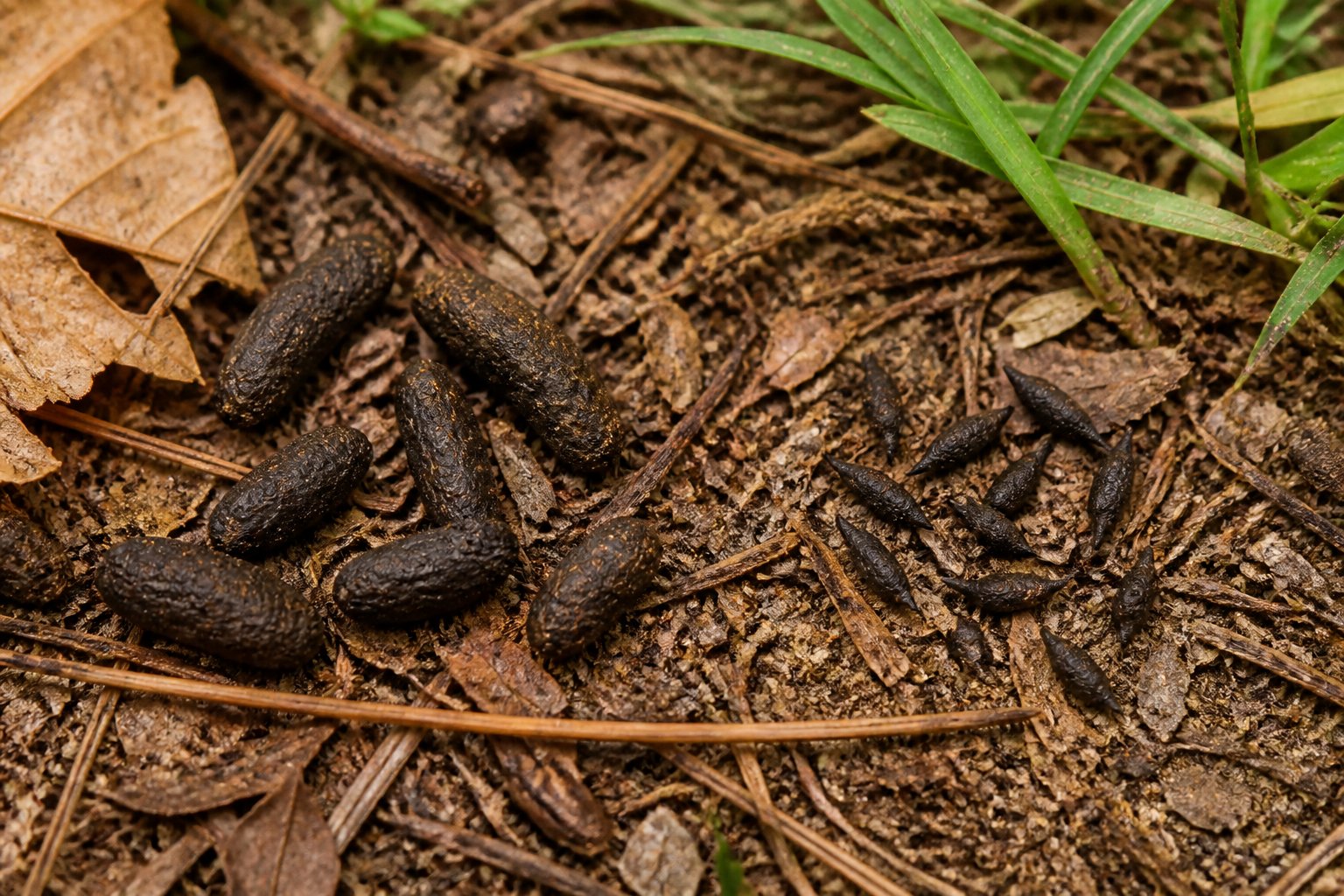 Close-up view of chipmunk and mouse droppings on the ground surrounded by grass and leaves.