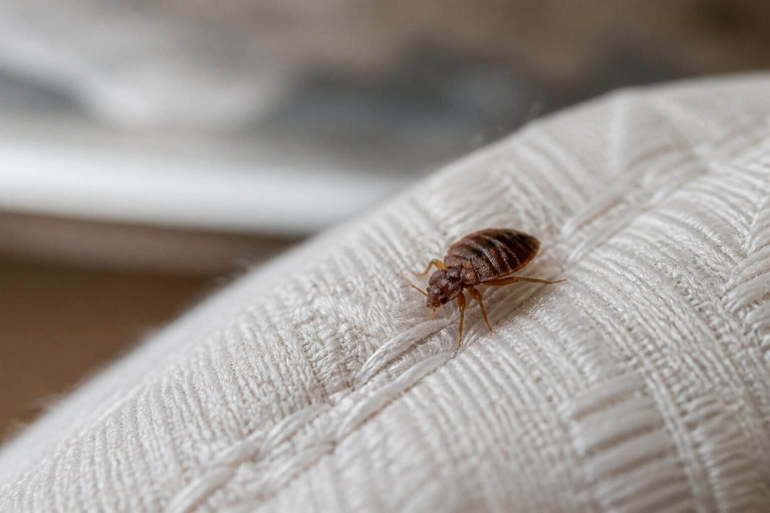 Close-up of a bed bug crawling on a mattress fabric.