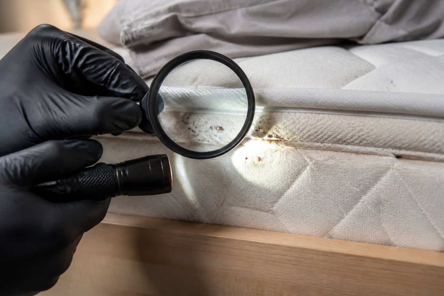 Close-up of a person inspecting a mattress with a magnifying glass and flashlight to find bed bugs in a bedroom.