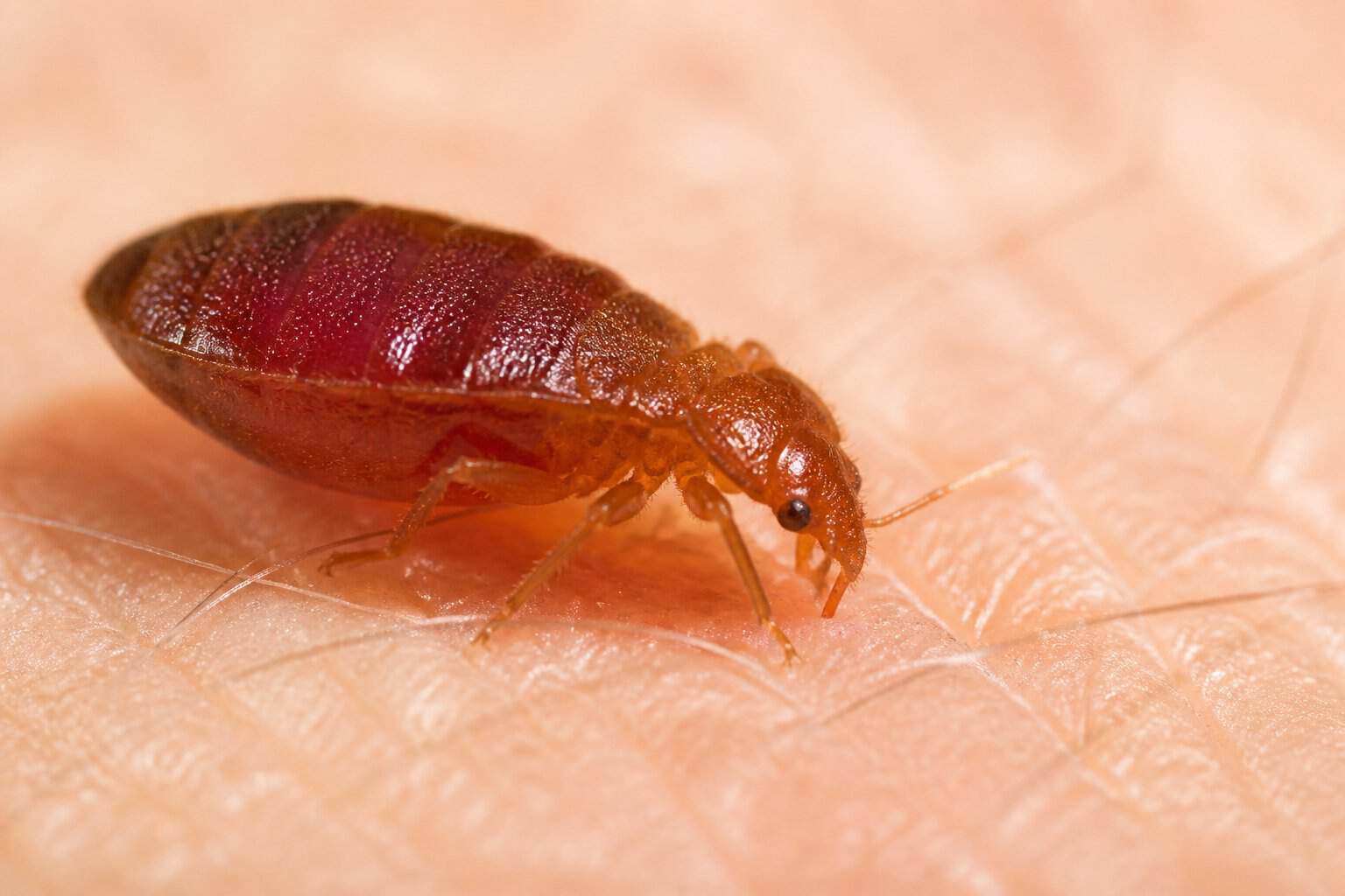 Close-up of a bed bug feeding on human skin.