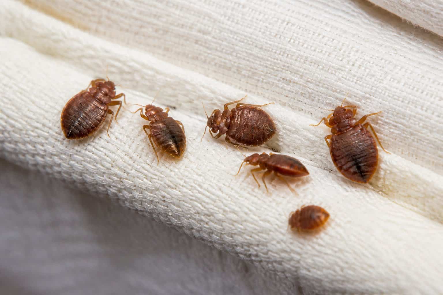 Close-up of several bed bugs on a light fabric surface, showing their reddish-brown oval bodies and legs.