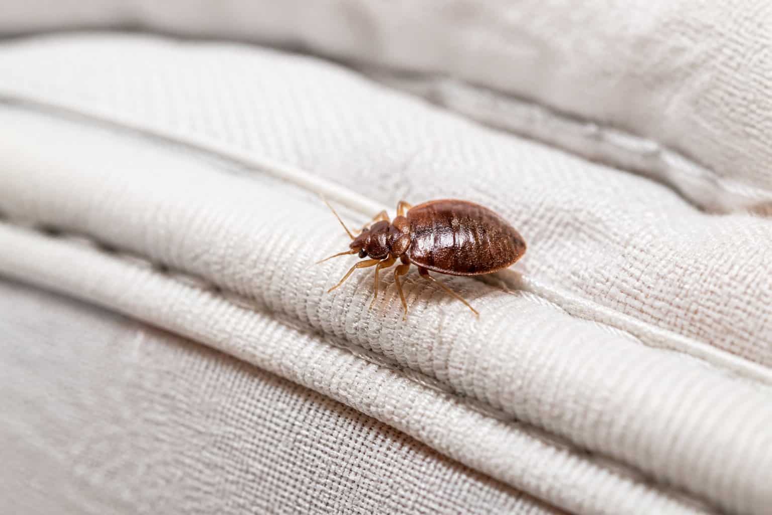 Close-up of a bed bug on a mattress seam under bright natural light.
