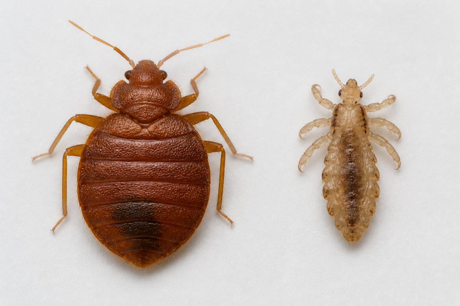Close-up image of a bed bug and a body louse side by side showing their different shapes and sizes.