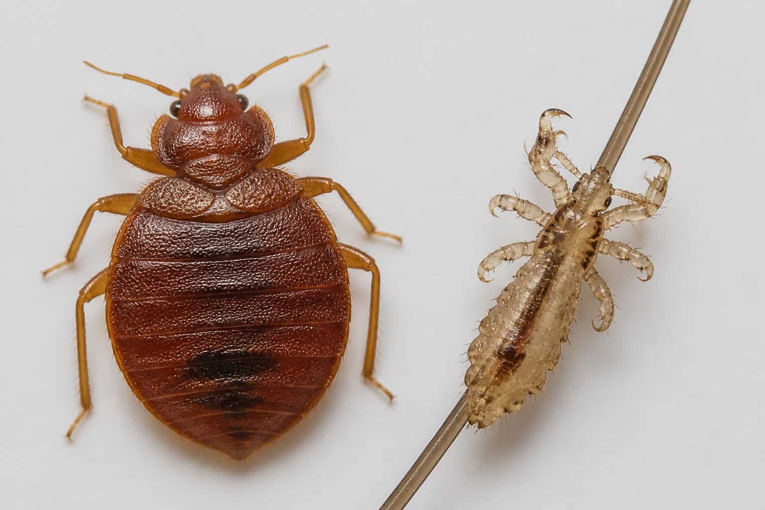Close-up view of a bed bug and a louse side by side on a neutral background showing their different shapes and colors.