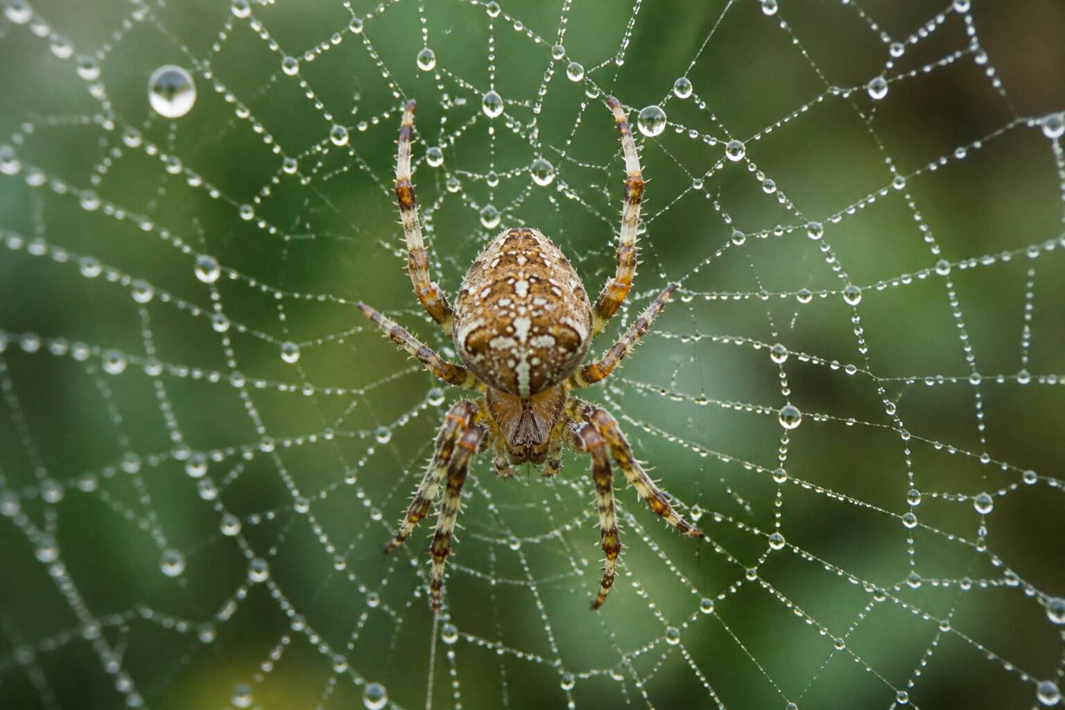 A detailed close-up of a spider on its web in a natural outdoor setting.