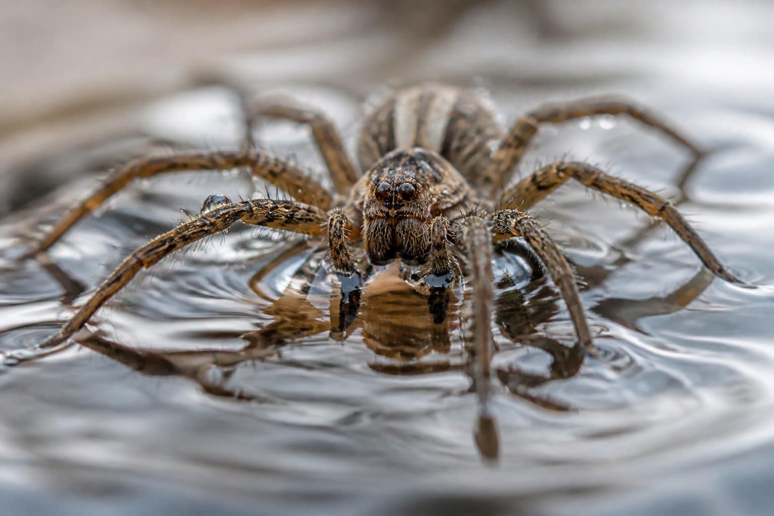 Close-up of a spider partially submerged in water with droplets on its legs and ripples around it.