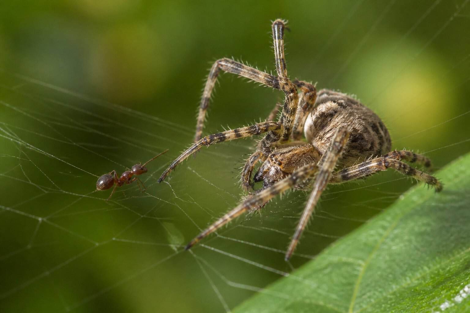 A spider on a web or plant near an ant, ready to catch it in a natural outdoor setting.