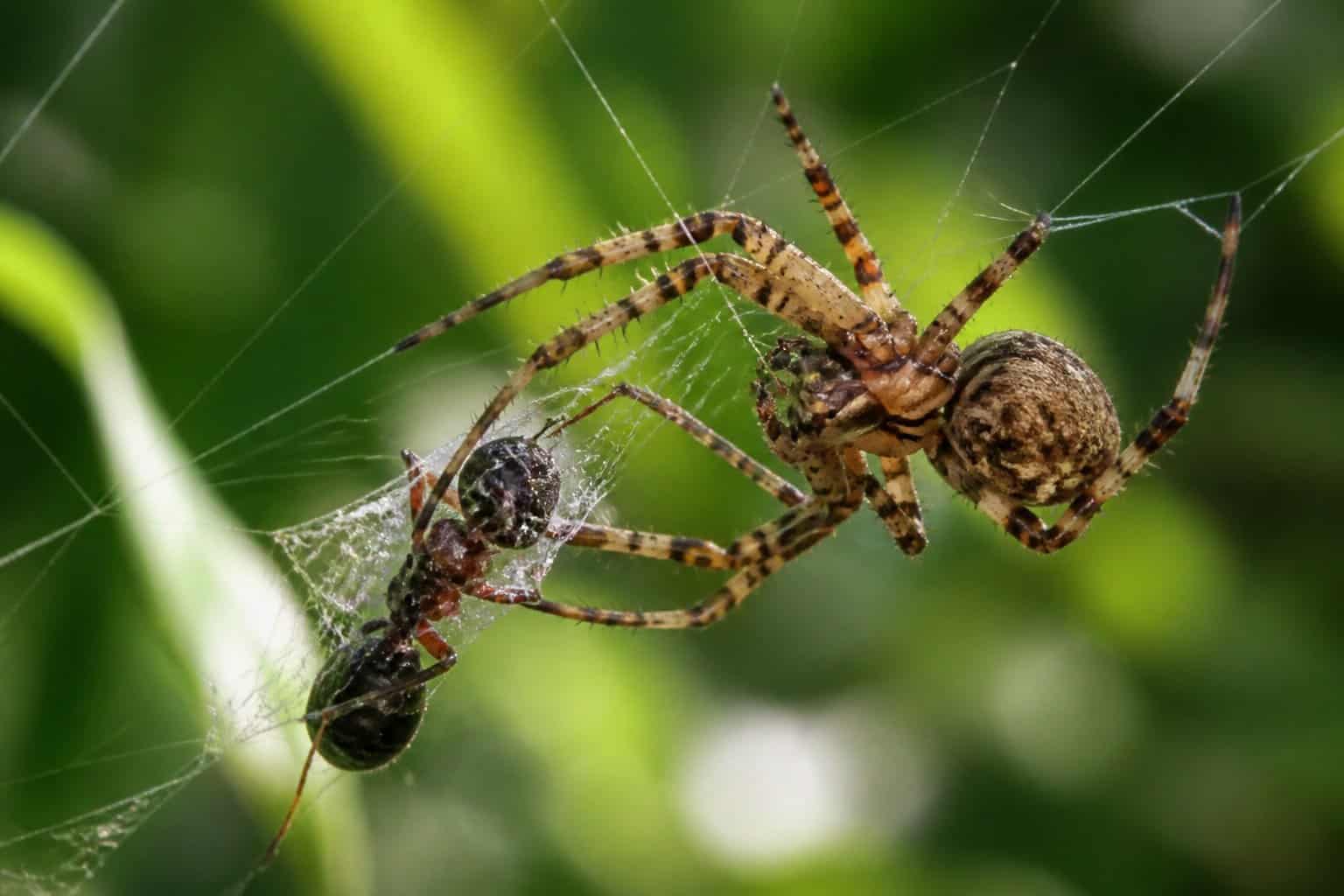 Close-up of a spider catching an ant in its web among green leaves.