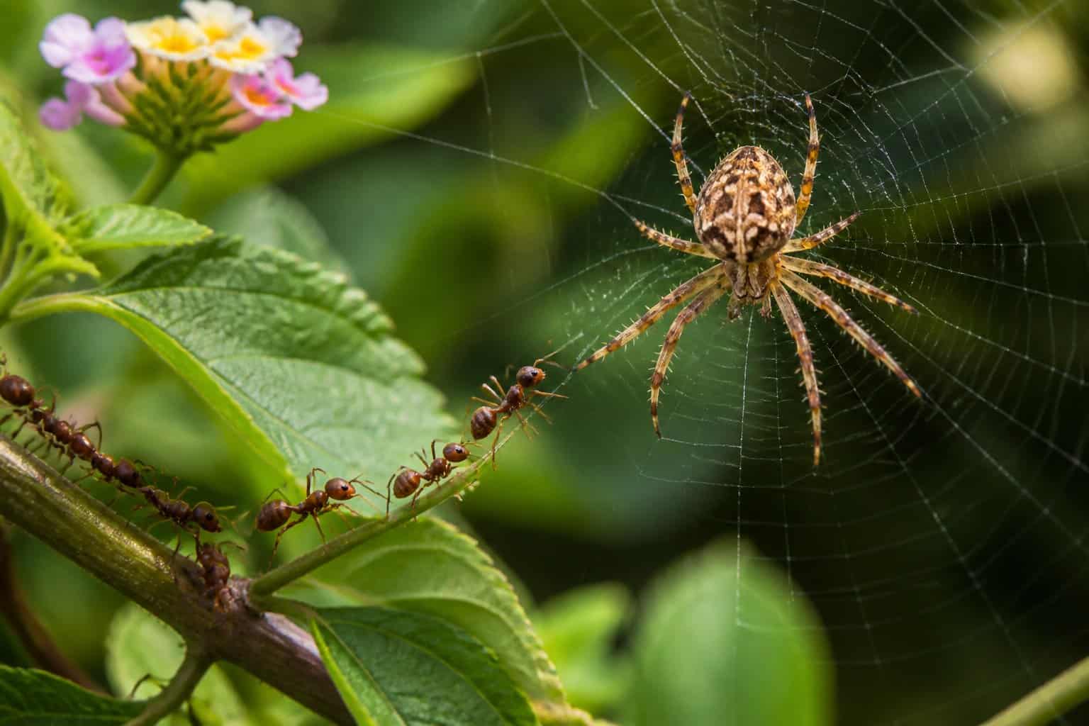 A close-up scene of a spider on its web near ants on green leaves in a garden.