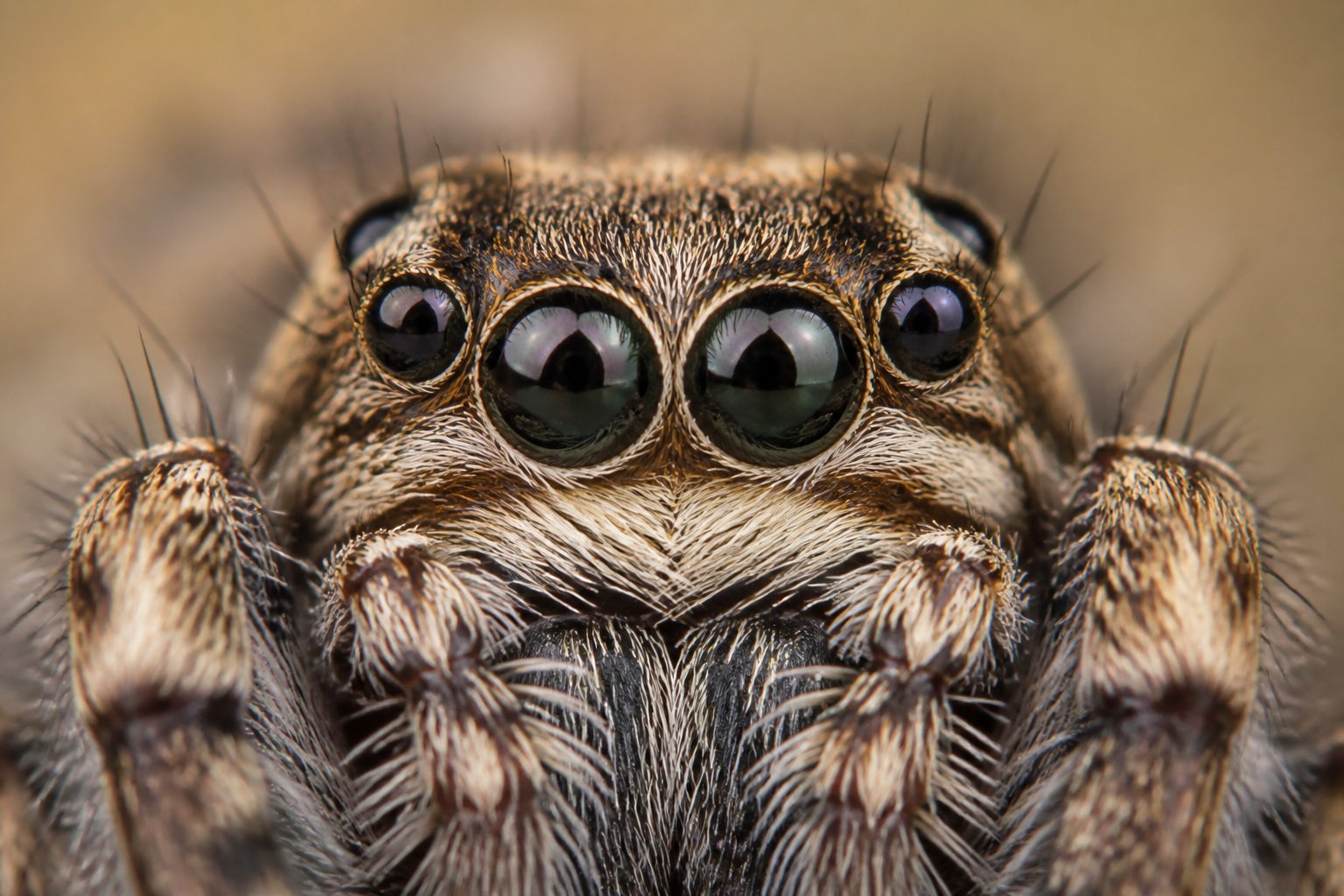 Close-up image of a spider's multiple eyes on its head with detailed textures and natural background.